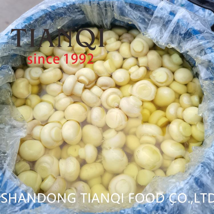 Factory cultivated white mushroom in drums