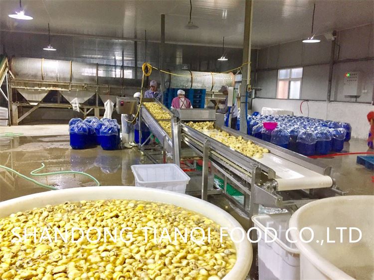 Factory white champignon mushroom in drums