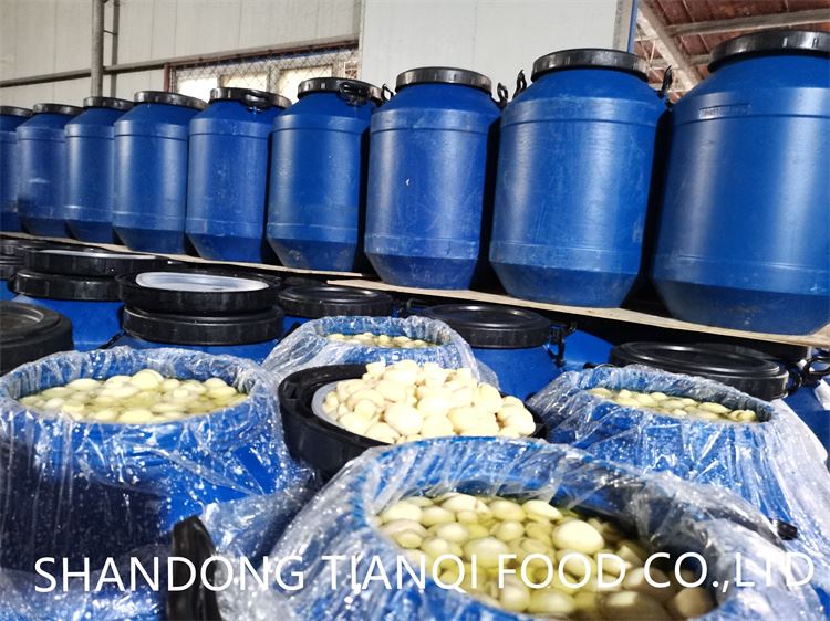 Drum packing mushroom in brine
