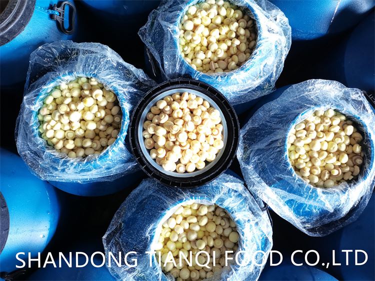 High quality brined white mushroom in drums
