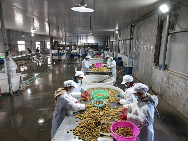 Factory pickled white garlic in salted water Factory pickled white garlic in salted water