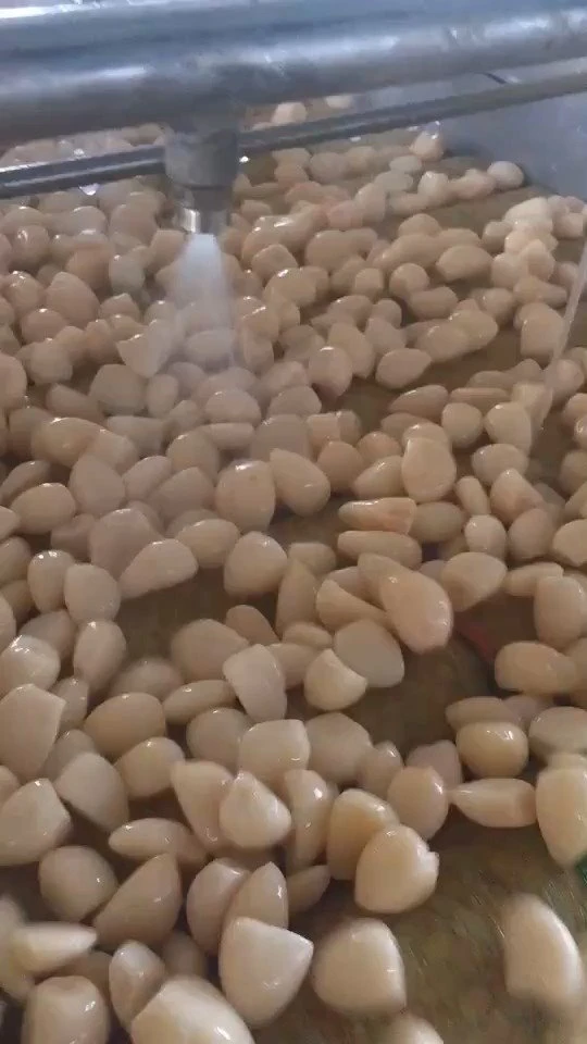Preserved white garlic cloves in salted water in drums