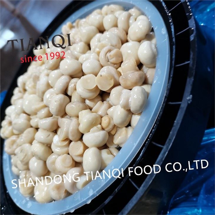 Fresh New Crop Whole Mushroom in Vinegar in Plastic Drums