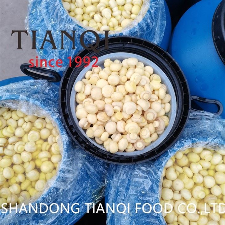 High Quality White Mushroom in Brine in Drums